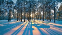 西西伯利亚森林中的阳光，俄罗斯拉杜日内市附近 (© Leonid Ikan/Shutterstock)