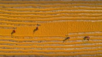 正在晾晒的大米，孟加拉国达卡 (© Amazing Aerial Agency/Offset by Shutterstock)