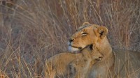 草丛中的母狮和它的幼崽，南非 (© Andrew Coleman/Getty Images)