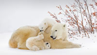 在妈妈身旁玩耍的北极熊宝宝们，加拿大曼尼托巴省 (© Andre Gilden/Minden Pictures)