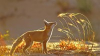 赤狐 (© Yossi Eshbol/Minden Pictures)