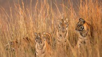 塔多巴老虎保护区里的老虎四姐妹，印度 (© Ashish Parmar/Alamy)