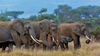 安博塞利国家公园里的非洲象群，肯尼亚 (© Susan Portnoy/Shutterstock)