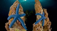 新爱尔兰岛上的蓝指海星，巴布亚新几内亚 (© Jurgen Freund/Minden Pictures)