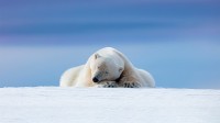 北极熊斯瓦尔巴群岛，挪威 (© Dennis Stogsdill/Getty Images)
