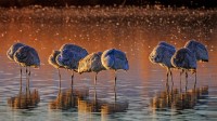 博斯克·德尔·阿帕奇国家野生动物保护区的沙丘鹤，美国新墨西哥州 (© Jay Goodrich/Tandem Stills + Motion)