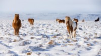 站在自己领域的冰岛马，冰岛 (© Rodrigo Lourezini/Shutterstock)