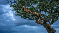正在睡觉的母狮, 塞伦盖蒂国家公园，坦桑利亚 (© Cavan Images/Shutterstock)