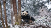 成都大熊猫繁育研究基地，中国 (© Jim Zuckerman/Jaynes Gallery/DanitaDelimont)