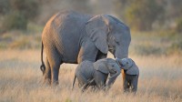 安博塞利国家公园的大象，肯尼亚 (© Diana Robinson/Getty Images)