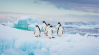 阿德利企鹅 (© David Merron Photography/Getty Images)