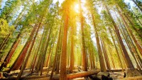 优胜美地国家公园的马里波萨谷巨杉林，美国加利福尼亚州 (© Orbon Alija/Getty Images)
