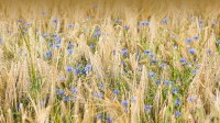 大麦和矢车菊, 诺德豪森, 德国 (© Mandy Tabatt/Getty Images)