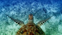 游泳的鹰嘴海龟， 冲绳，日本 (© Robert Mallon/Getty Images)