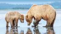 棕熊妈妈和幼崽，克拉克湖国家公园和自然保护区，美国阿拉斯加州 (© Carlos Carreno/Getty Images)