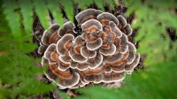 火鸡尾蘑菇，布里瓦德，北卡罗来纳州，美国 (© Bill Gozansky/Alamy Stock Photo)