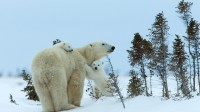 北极熊妈妈和幼崽，丘吉尔城，曼尼托巴省，加拿大 (© Thorsten Milse/Getty Images)