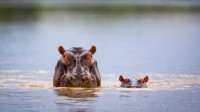 河马妈妈和小河马，南卢安瓜国家公园，赞比亚 (© Nature Picture Library/Alamy Stock Photo)