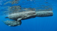 抹香鲸浮出水面，多米尼克 (© Franco Banfi/Minden Pictures)