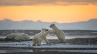玩耍的北极熊幼崽，卡克托维克，阿拉斯加州，美国 (© Piriya Photography/Getty Images)