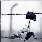 荆棘铁丝栅栏旁的灰色花朵-灰色意境伤感图片