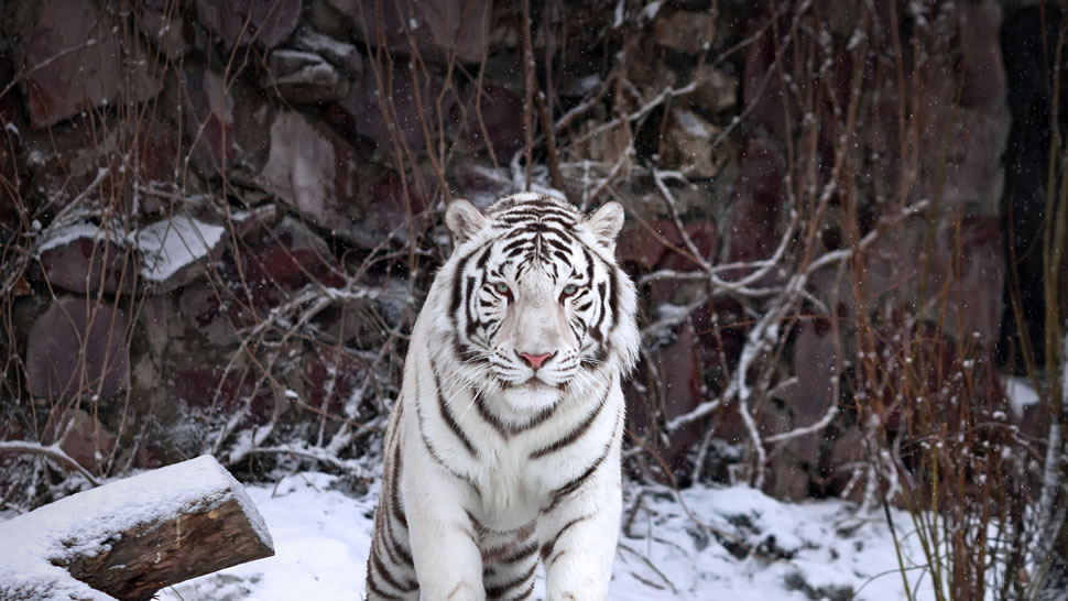 莫斯科动物园内的一只孟加拉白虎，俄罗斯 (© andamanec/Shutterstock)