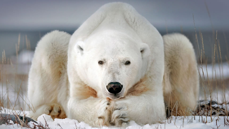 丘吉尔小镇附近的北极熊，加拿大马尼托巴省 (© Alberto Ghizzi Panizza/Minden Pictures)