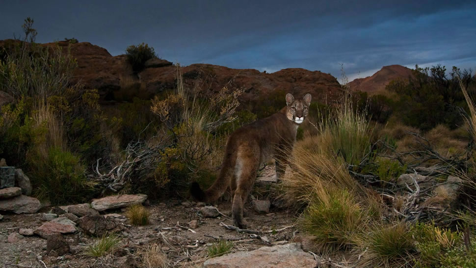 安第斯山脉的一只美洲狮，阿根廷 (© Sebastian Kennerknecht/Minden Pictures)
