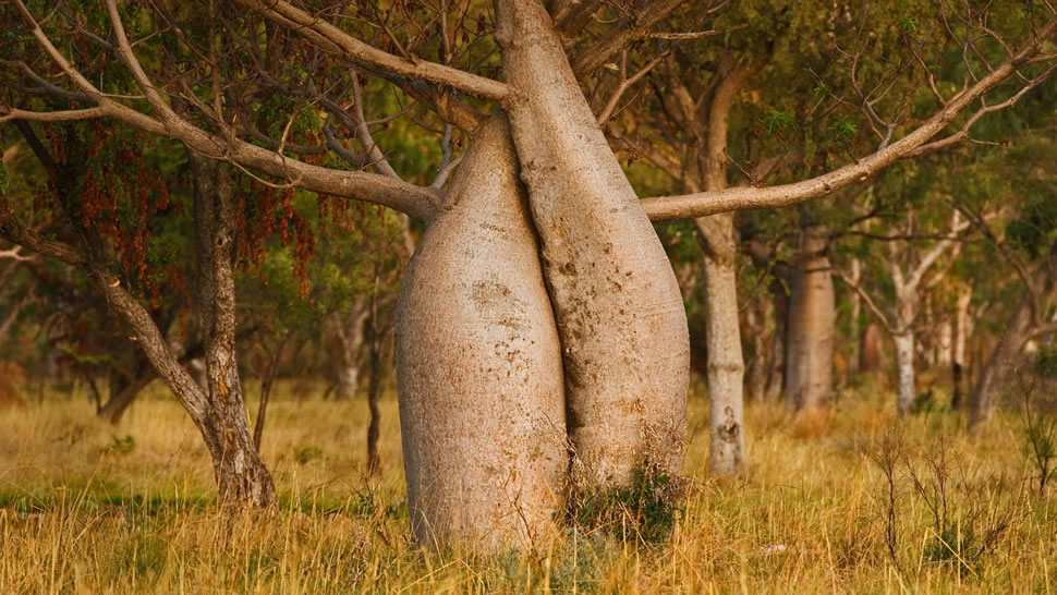 澳洲猴面包树，西澳大利亚州金伯利地区 (© plainpicture/Cultura)