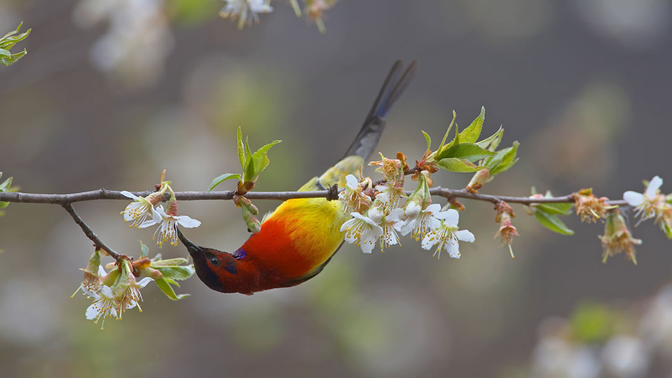 【今日春分】梅里雪山国家公园内一只以桃花为食的蓝喉太阳鸟，中国云南省 (© Dong Lei/Minden Pictures)