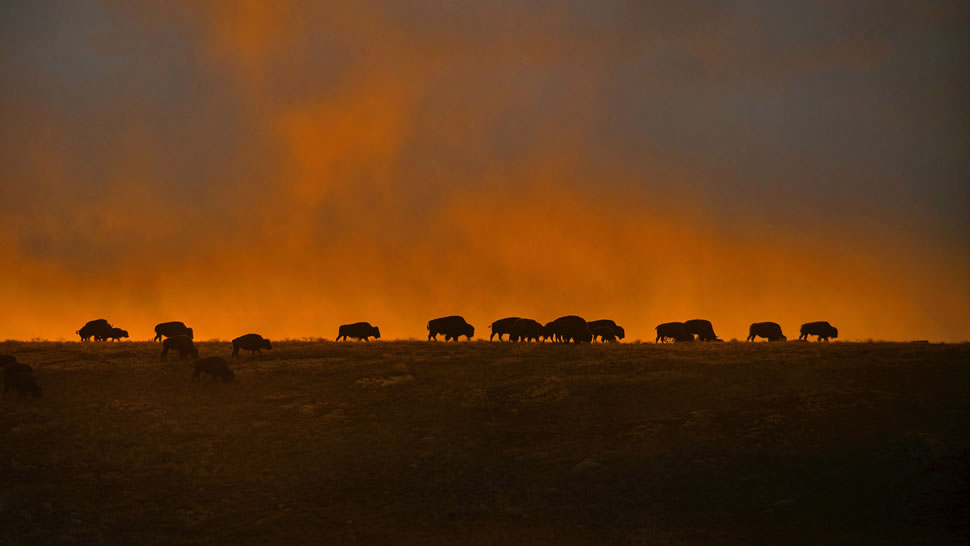风穴国家公园的美洲野牛，美国南达科他州 (© Newman Mark/SuperStock)