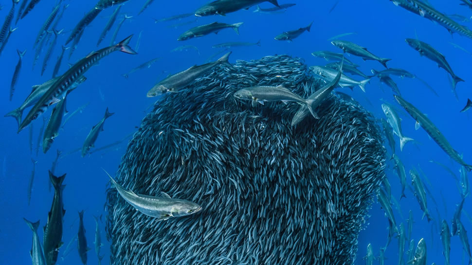福米加什群岛沿岸环绕竹荚鱼组成的饵球的欧洲魣和蓝鱼，亚速尔群岛 (© Jordi Chias/Minden Pictures)