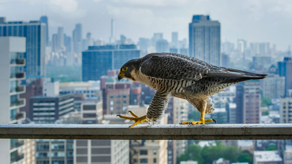 在栏杆上行走的游隼，美国芝加哥 (© Luke Massey/Minden Pictures)