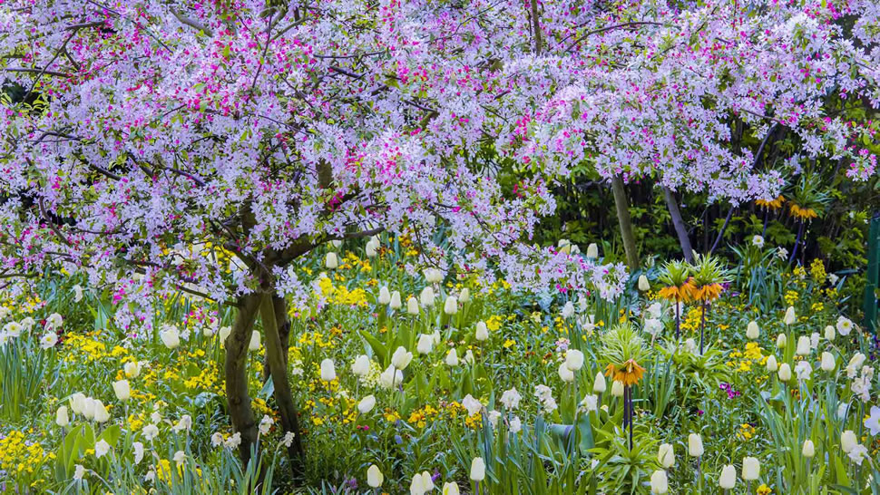 吉维尼小镇莫奈花园的春天，法国 (© Danita Delimont/Getty Images)