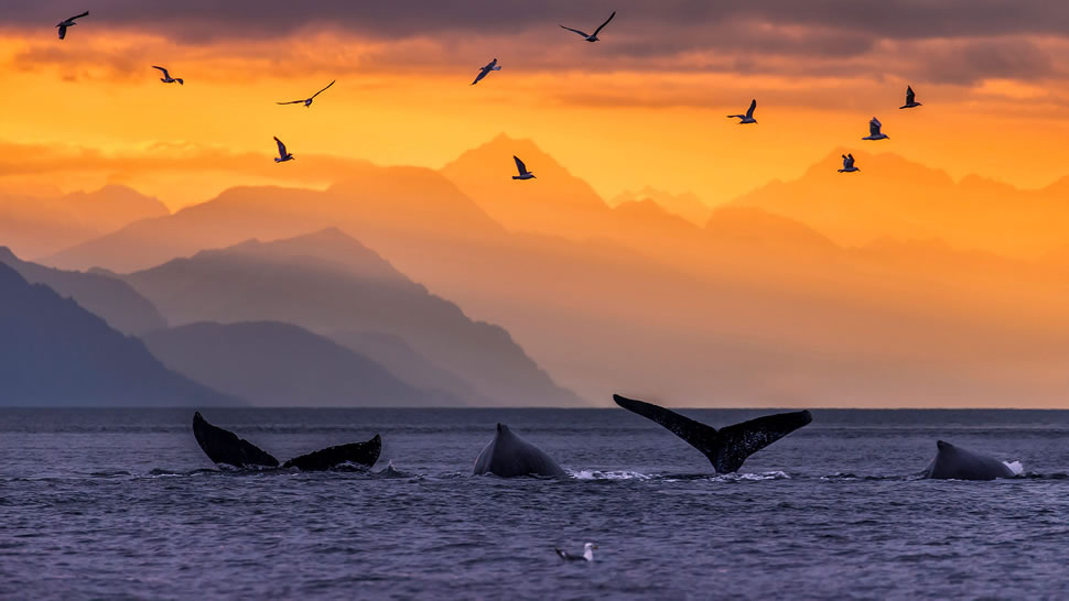 阿拉斯加州内线航道林恩运河中的座头鲸，美国 (© John Hyde/plainpicture)