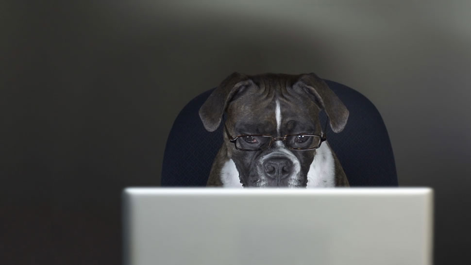 带着你的狗狗一起去上班 (© Getty Images)