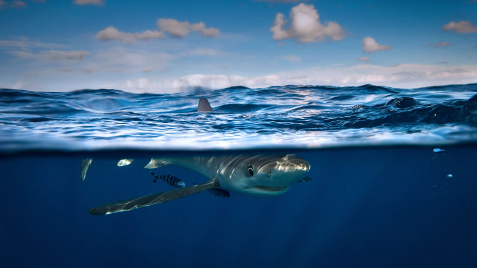 爱尔兰科克附近的大青鲨 (© Cultura/REX/Shutterstock)