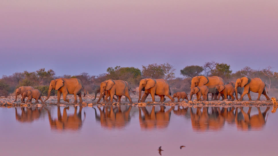 【今日世界大象日】克鲁格国家公园内的大象，南非 (© Yva Momatiuk and John Eastcott/Minden Pictures)
