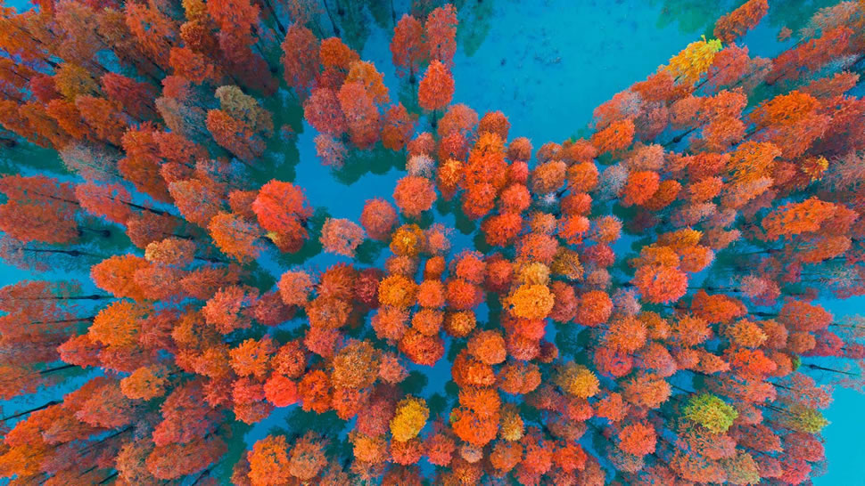 紫马岭公园内的水杉，中国中山市 (© Yaorusheng/Getty Images)