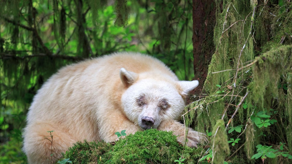 沉睡的柯莫德熊，加拿大英属哥伦比亚 (© John E Marriott/SuperStock)