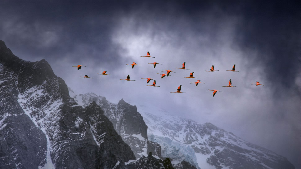 在百内国家公园上空飞翔的智利红鹳，智利 (© Ben Hall/Minden Pictures)