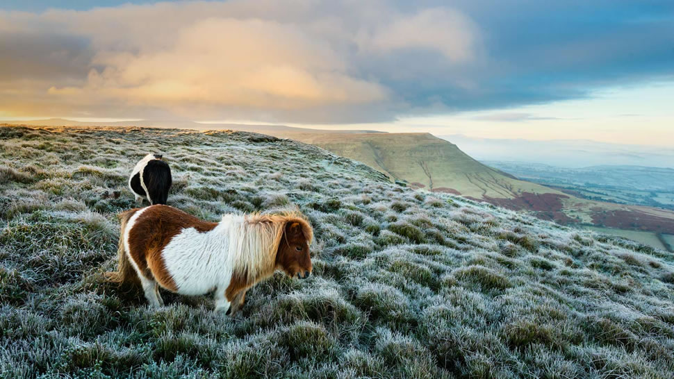 布雷肯比肯斯国家公园的野生小马，英国威尔士 (© Justin Foulkes/SIME/eStock Photo)