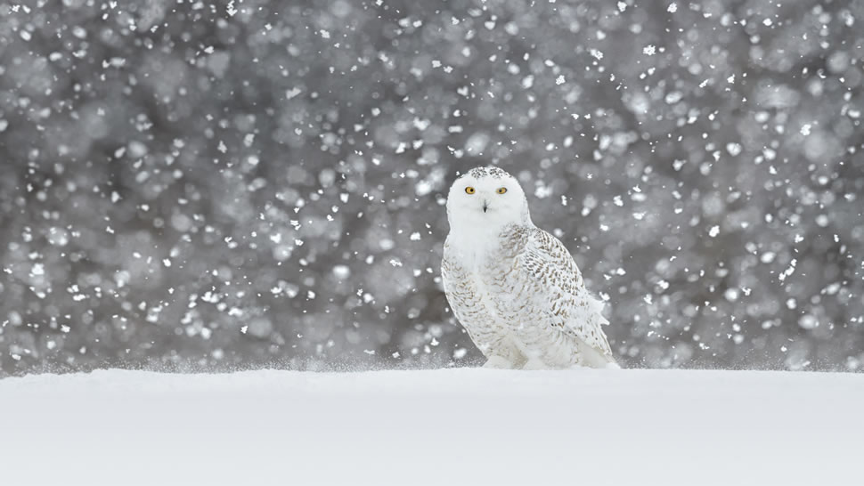 一只在雪中驻立的雪鸮 (© Jérémie LeBlond-Fontaine/Getty Images)