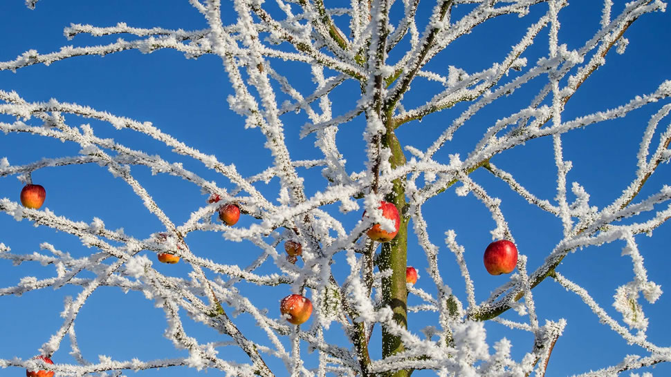 冬天里的一棵苹果树 (© Chris Stein/Getty Images)