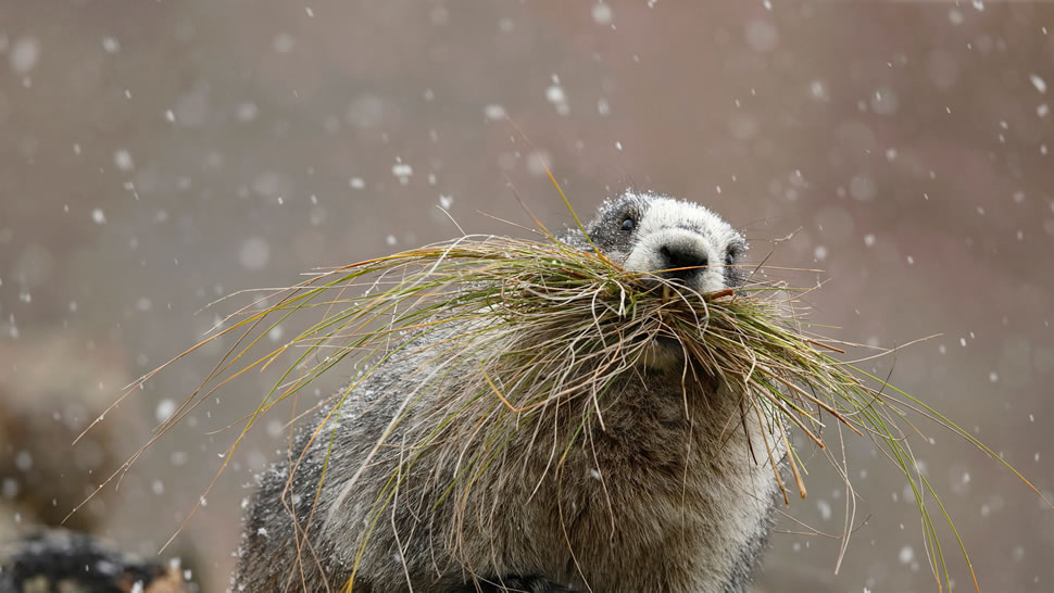 迪纳利国家公园里的一只灰白旱獭，阿拉斯加 (© Perry de Graaf/Minden Pictures)