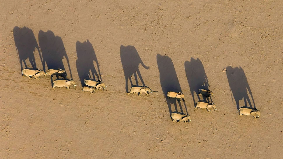 达马拉兰地区的象群，纳米比亚 (© Michael Poliza/Getty Images)