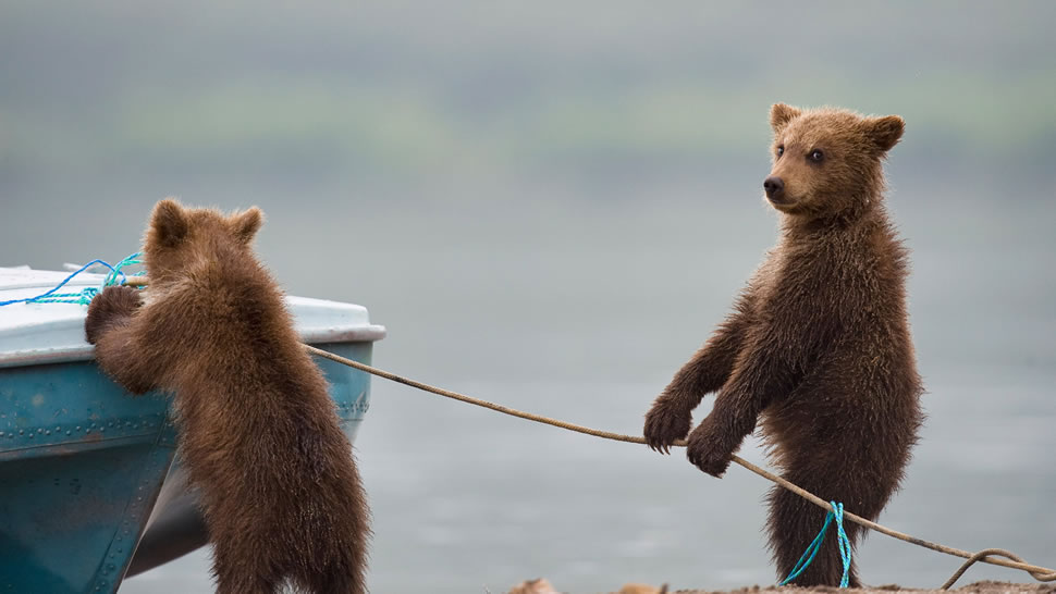 湖边玩耍的小熊 (© Sergey Ivanov/Getty)