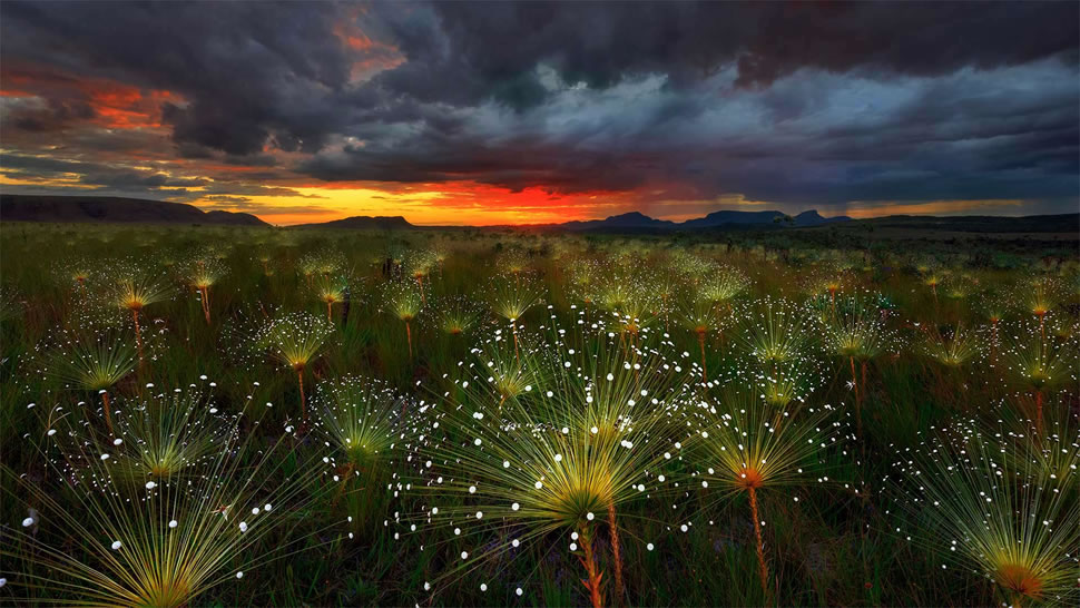 日落时的Paepalanthus花，巴西Chapada dos Veadeiros国家公园 (© Marcio Cabral/Getty Images)
