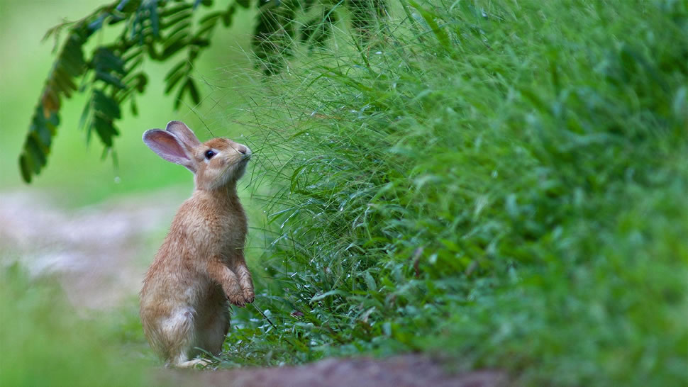 草丛里的一只兔子 (© wisan224/Getty Images Plus)