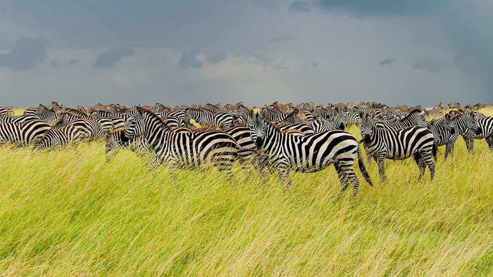塞伦盖蒂国家公园里的斑马群，坦桑尼亚 (© pchoui/Getty Images)